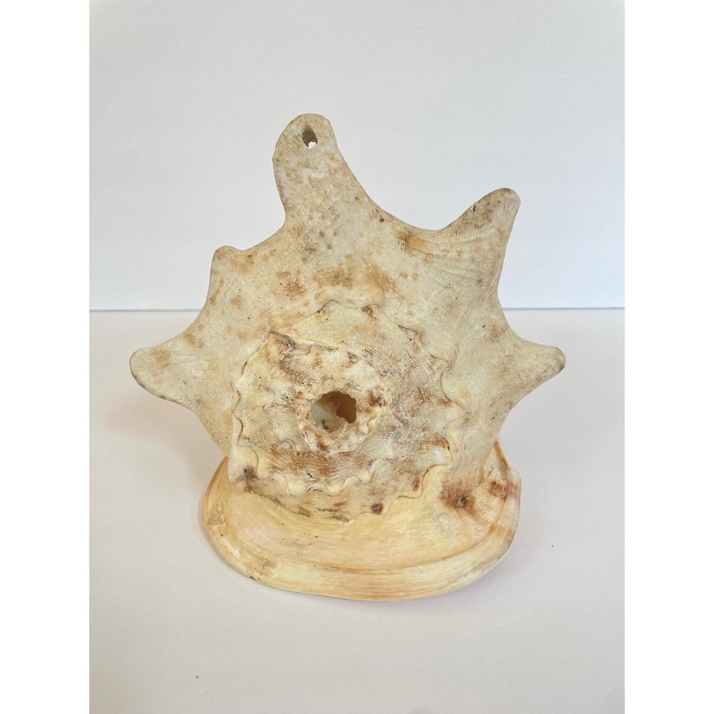 Large Natural Queen Conch Shell 9" Pink Peach Coastal Nautical Home Decor
